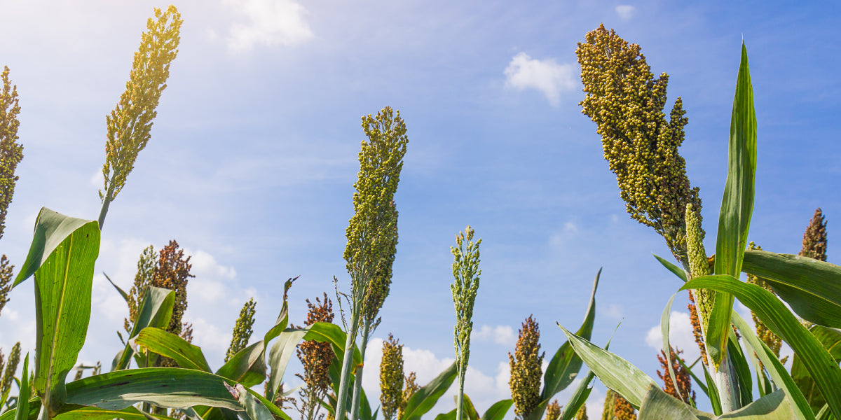 2023 is the International Year of Millets
